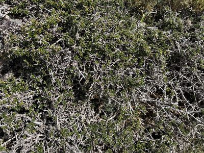 Coprosma nitida, photographed by Miguel de Salas