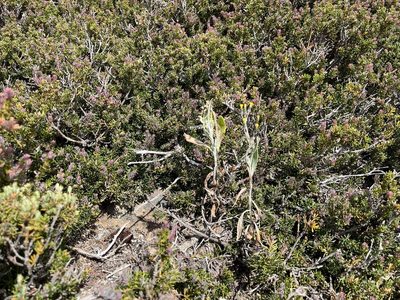 Senecio gunnii, photographed by Miguel de Salas