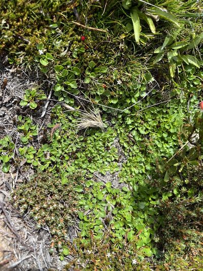 Viola fuscoviolacea, photographed by Miguel de Salas