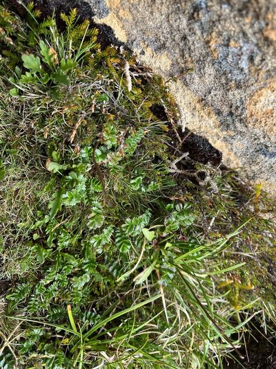 Acaena montana, photographed by Miguel de Salas