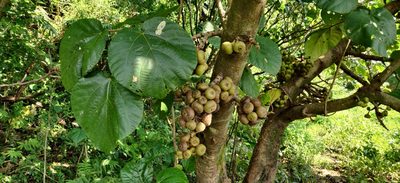 Ficus auriculata, photographed by T R Shankar Raman