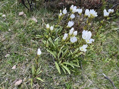 Gentianella diemensis, photographed by Miguel de Salas