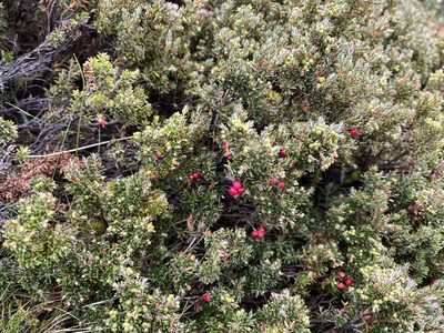 Acrothamnus montanus
