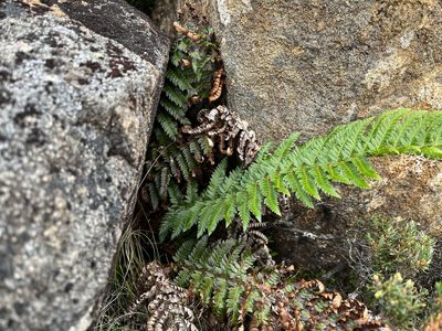 Polystichum proliferum, photographed by Miguel de Salas