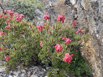 Bellendena montana, photographed by Miguel de Salas