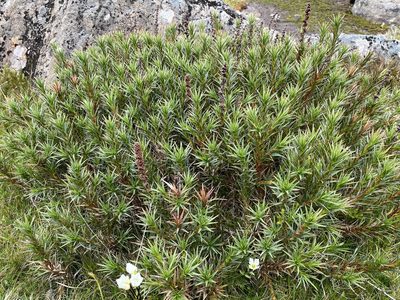 Richea scoparia, photographed by Miguel de Salas