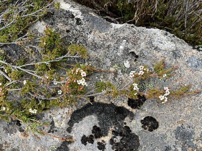 Baeckea gunniana, photographed by Miguel de Salas