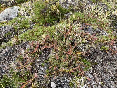 Drosera arcturi, photographed by Miguel de Salas