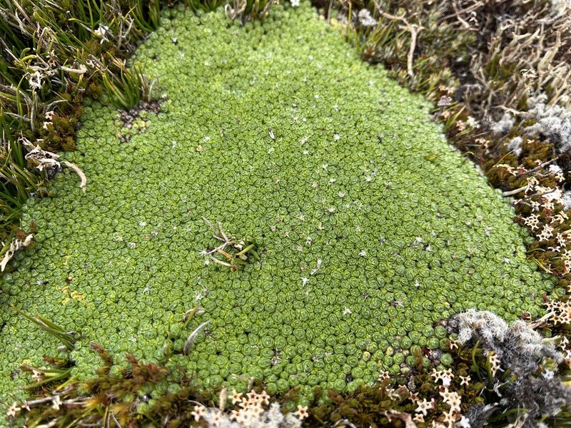 Pterygopappus lawrencei, photographed by Miguel de Salas