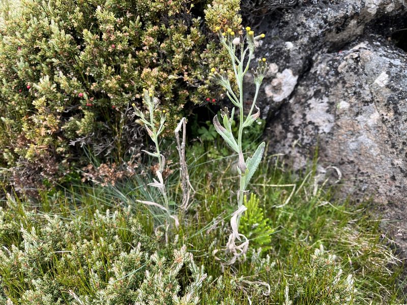 Senecio gunnii, photographed by Miguel de Salas
