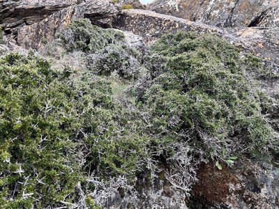 Coprosma nitida, photographed by Miguel de Salas