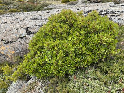 Tasmannia lanceolata, photographed by Miguel de Salas