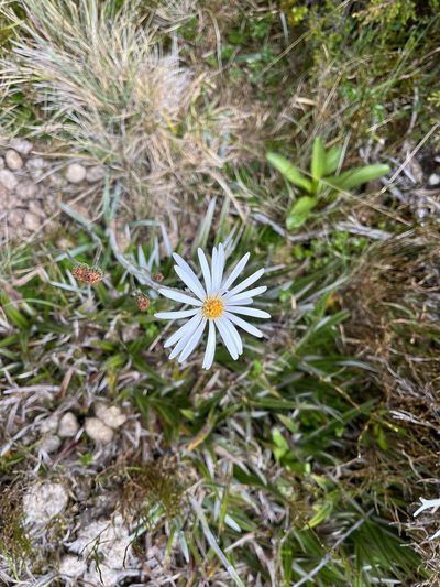 Celmisia asteliifolia, photographed by Miguel de Salas