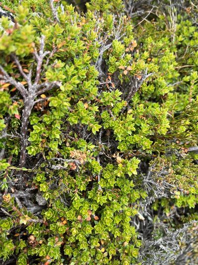 Epacris serpyllifolia, photographed by Miguel de Salas