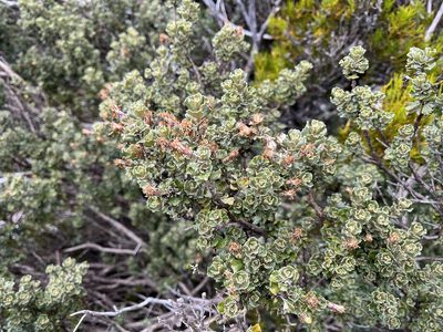 Olearia obcordata, photographed by Miguel de Salas