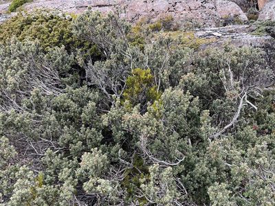 Olearia obcordata, photographed by Miguel de Salas