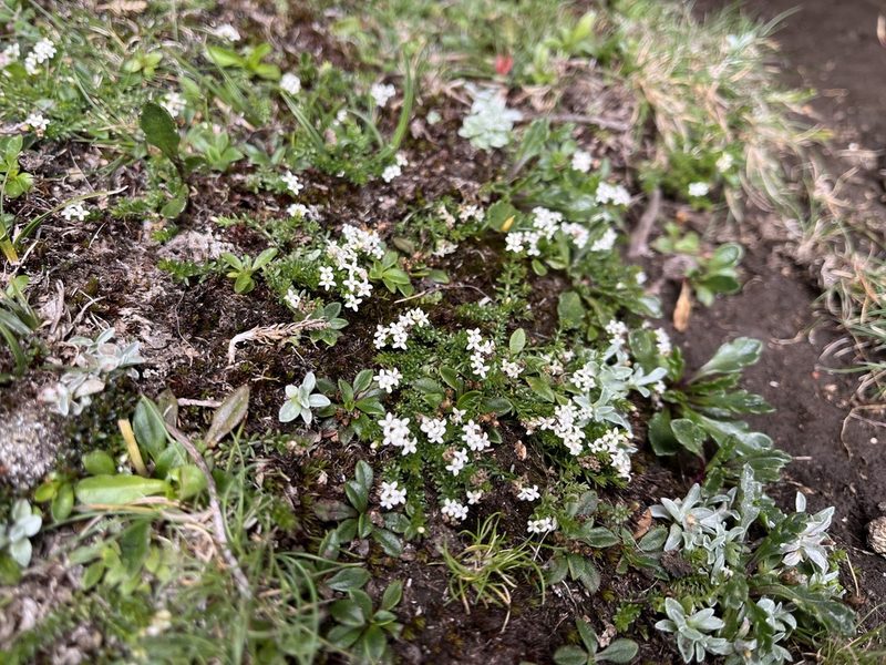 Hydrogalium pusillum, photographed by Miguel de Salas