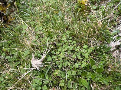 Hydrocotyle sibthorpioides, photographed by Miguel de Salas