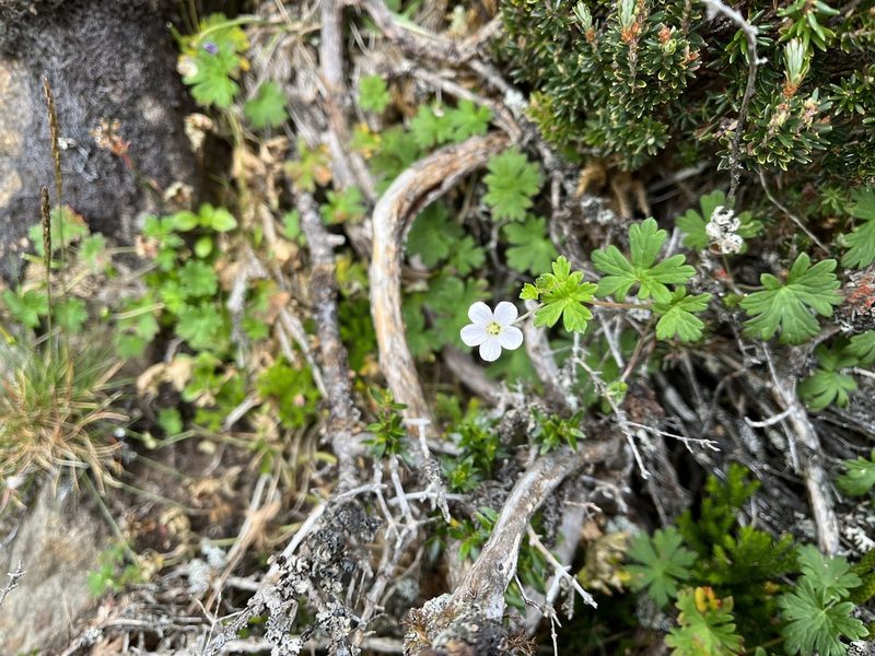 Geranium potentilloides, photographed by Miguel de Salas