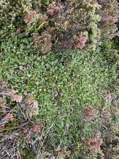 Leptinella filicula, photographed by Miguel de Salas