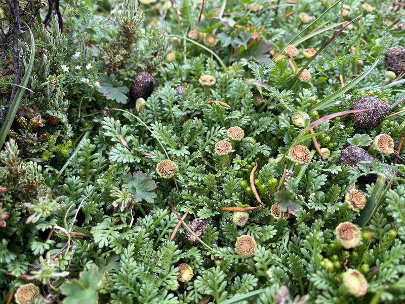 Leptinella filicula, photographed by Miguel de Salas