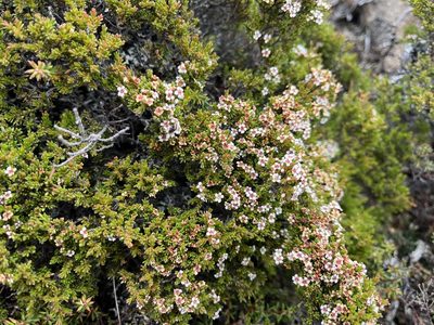 Baeckea gunniana, photographed by Miguel de Salas