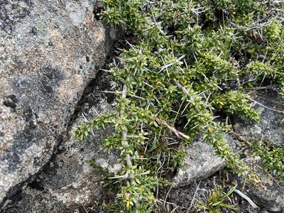Coprosma nitida, photographed by Miguel de Salas