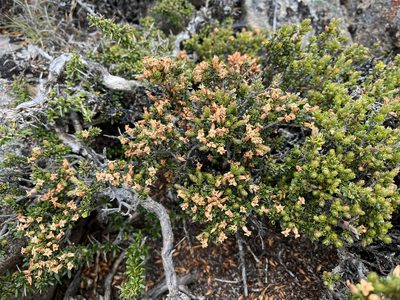 Epacris serpyllifolia, photographed by Miguel de Salas