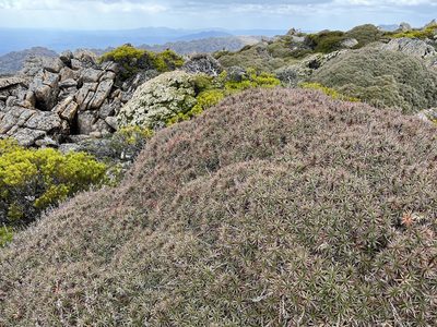 Richea scoparia, photographed by Miguel de Salas