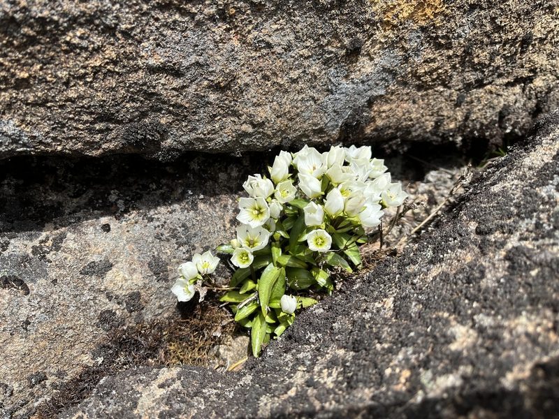 Gentianella diemensis, photographed by Miguel de Salas