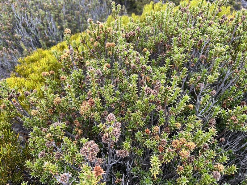 Richea sprengelioides, photographed by Miguel de Salas