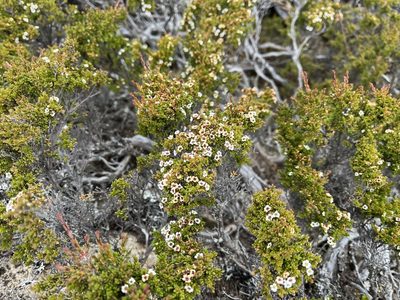 Baeckea gunniana, photographed by Miguel de Salas