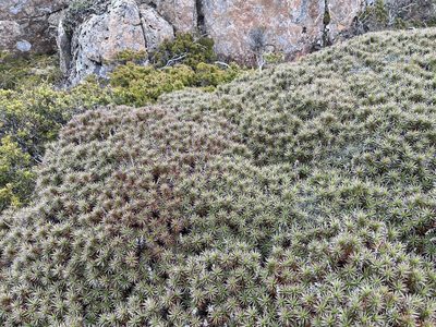 Richea scoparia, photographed by Miguel de Salas