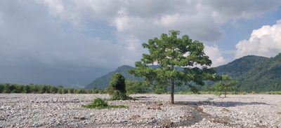 Bombax ceiba, photographed by T R Shankar Raman