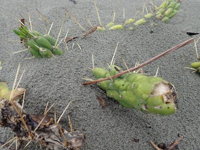 Austrocylindropuntia subulata, photographed by Arnim Littek