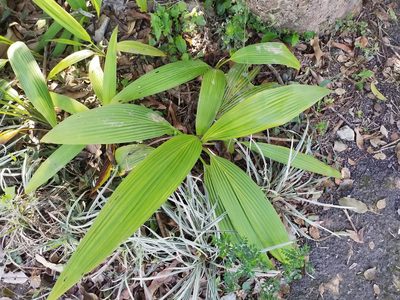 Setaria palmifolia, photographed by 劉哲瑋
