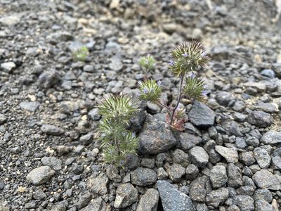 Navarretia squarrosa, photographed by Miguel de Salas