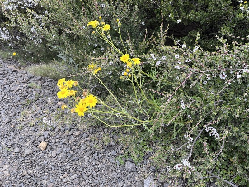 Senecio pinnatifolius, photographed by Miguel de Salas