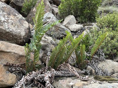 Polystichum proliferum, photographed by Miguel de Salas
