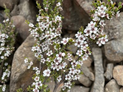 Leptospermum rupestre, photographed by Miguel de Salas