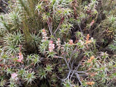 Richea gunnii, photographed by Miguel de Salas