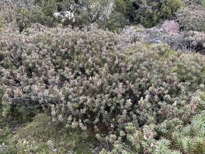 Richea gunnii, photographed by Miguel de Salas