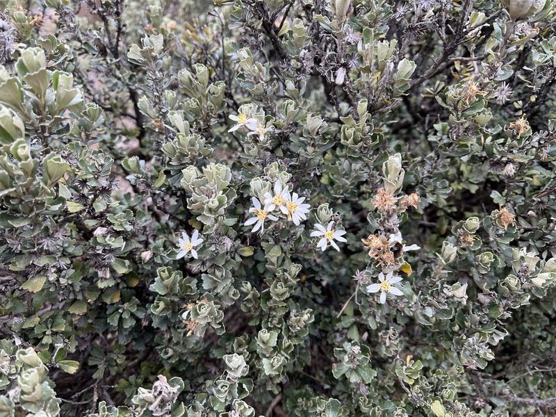 Olearia obcordata, photographed by Miguel de Salas