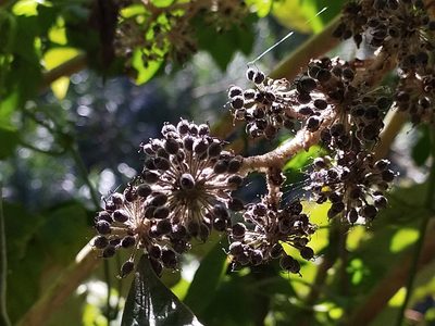 Tetrapanax papyrifer, photographed by 劉哲瑋