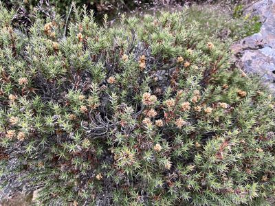 Richea acerosa, photographed by Miguel de Salas