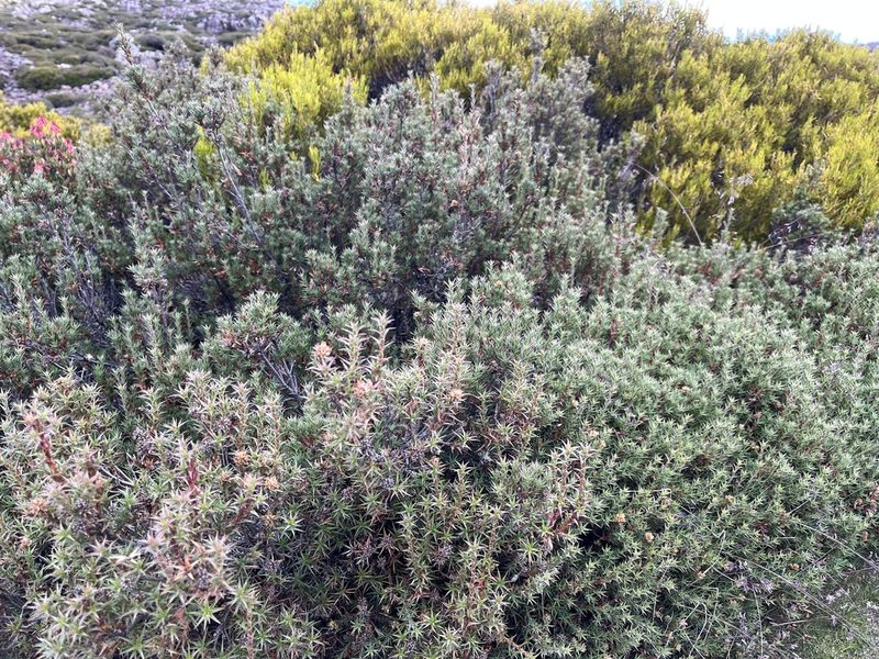 Richea acerosa, photographed by Miguel de Salas