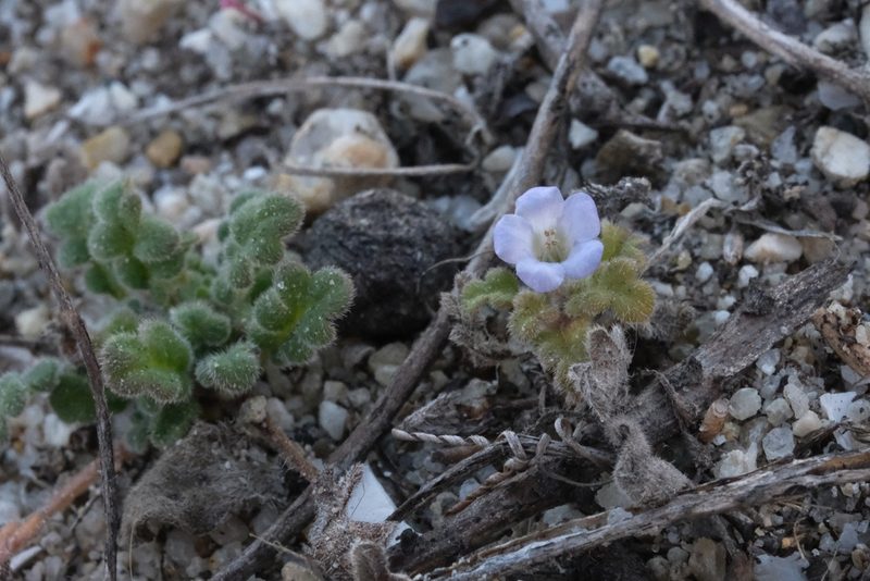 Phacelia stellaris, photographed by Madeleine Claire