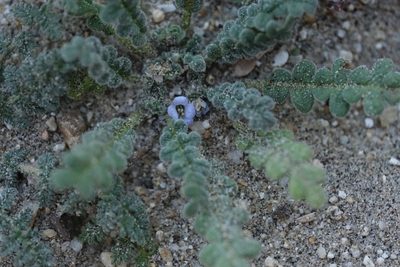 Phacelia stellaris, photographed by Madeleine Claire