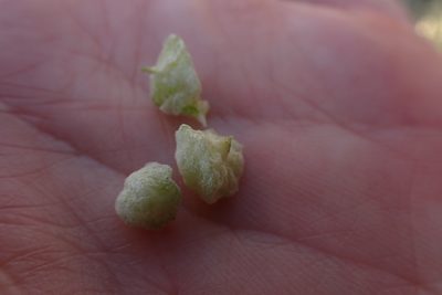 Atriplex lindleyi, photographed by Madeleine Claire