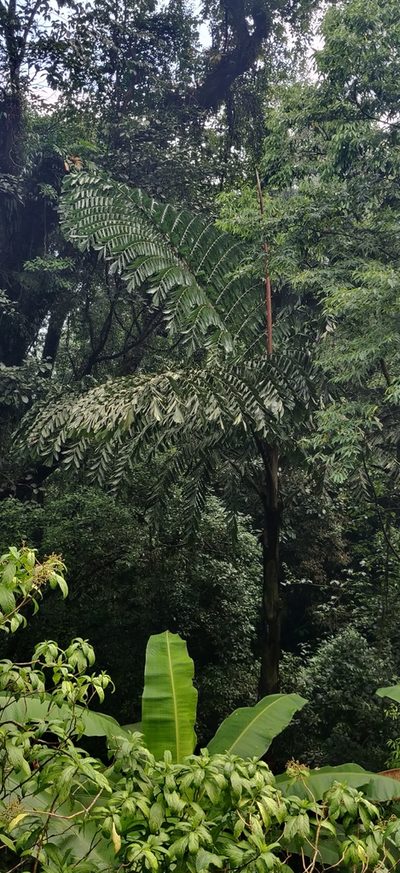 Caryota obtusa, photographed by T R Shankar Raman